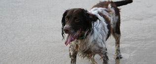 dog_walkers